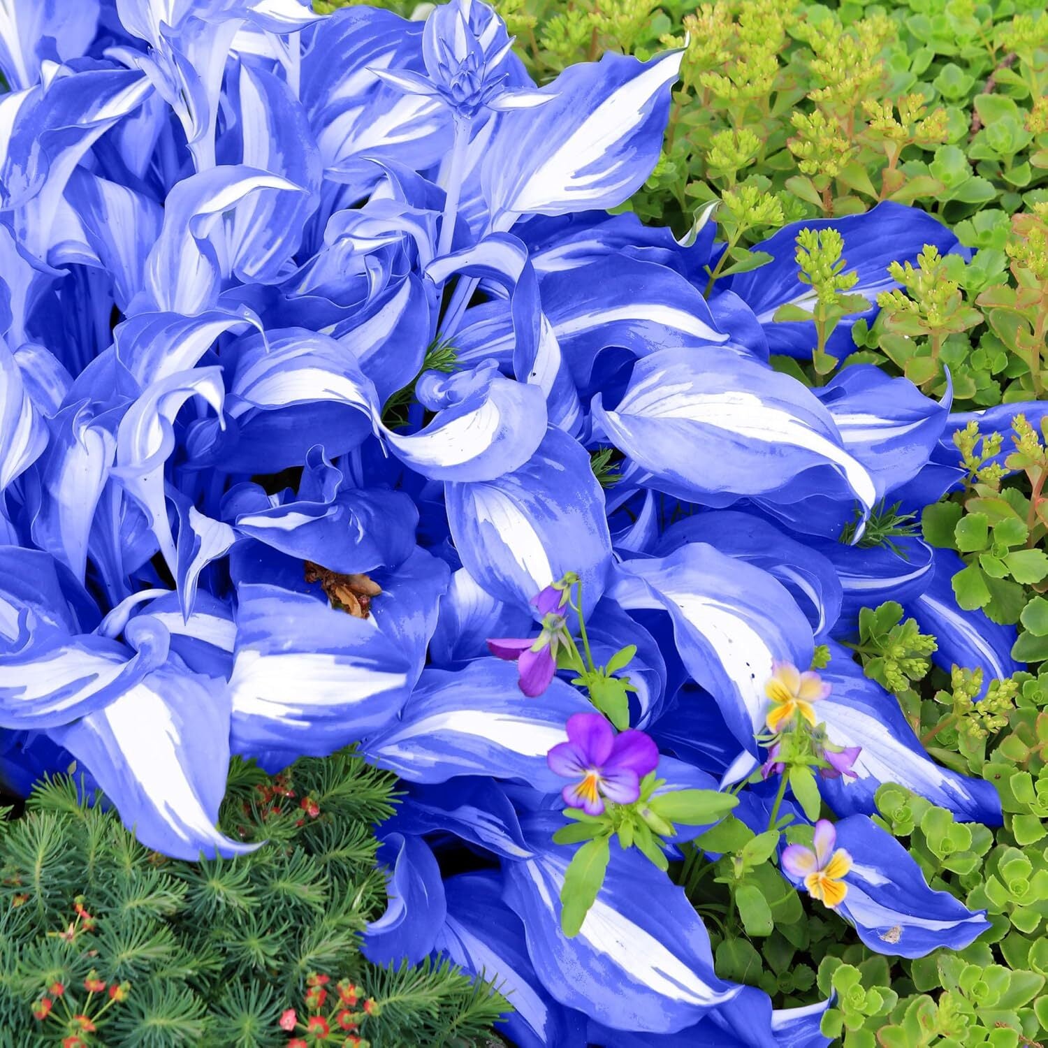 100Pcs Hosta Seeds Perennial Blue Hosta Seeds for Planting Outdoor Garden