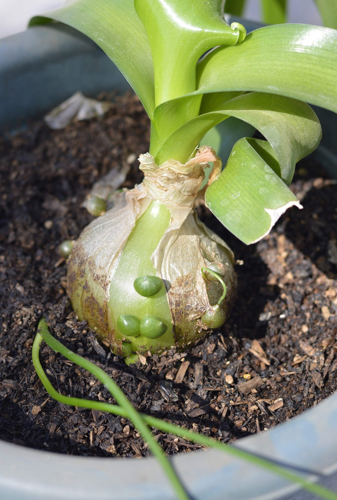 20 PREGNANT ONION SEEDS Aka False Sea Onion Lily Ornithogalum Caudatum Flower Go