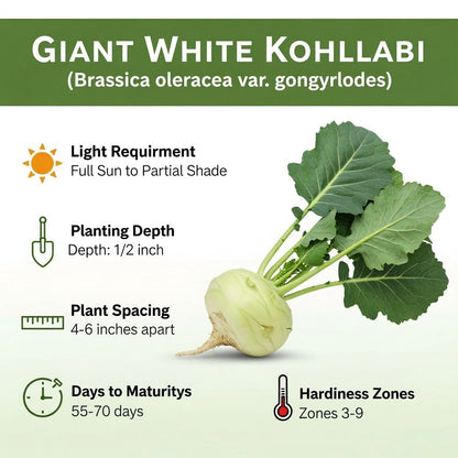 Giant White Kohlrabi Seeds | Heirloom | Non-Gmo | Fresh Garden Seeds