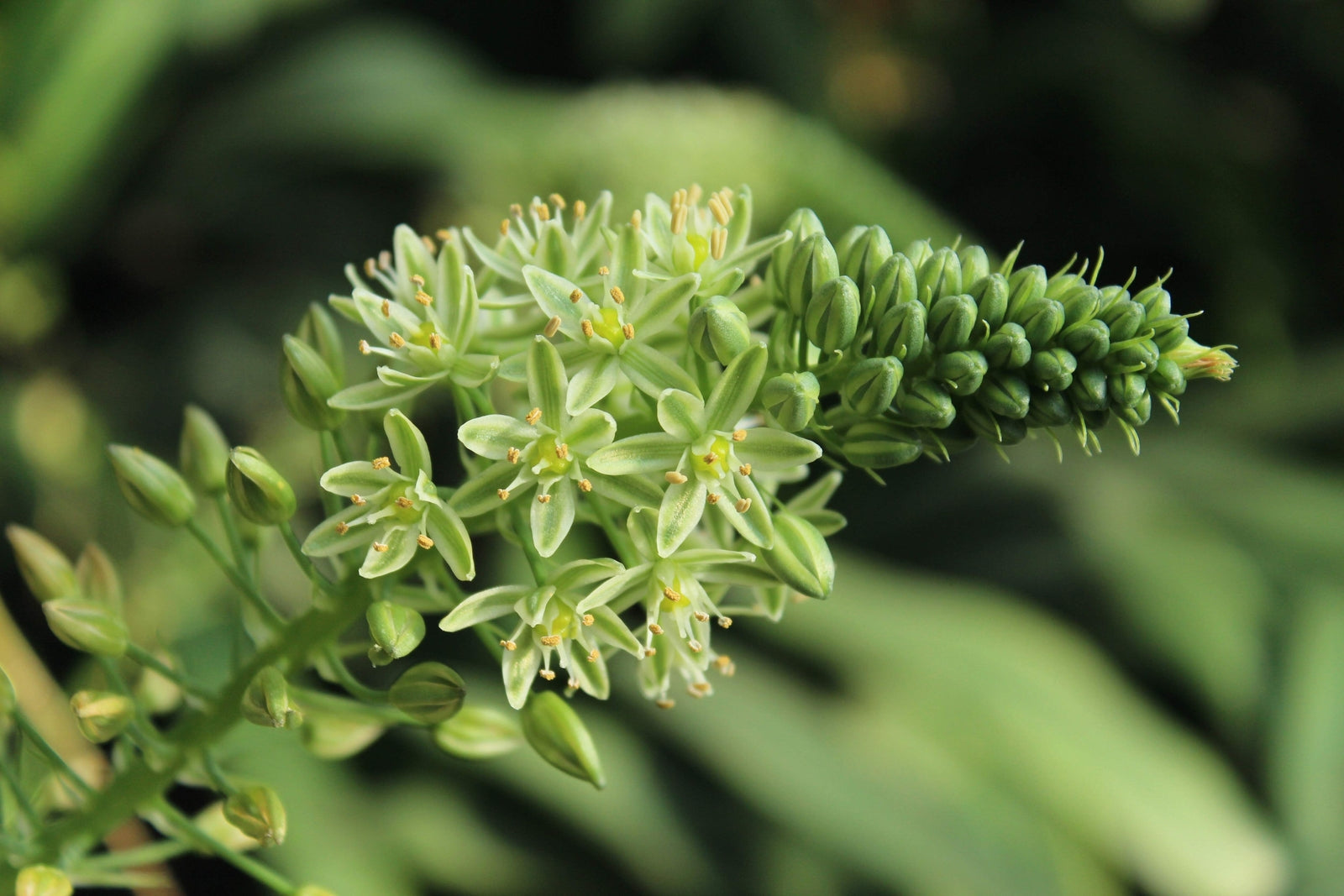 20 PREGNANT ONION SEEDS Aka False Sea Onion Lily Ornithogalum Caudatum Flower Go
