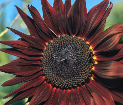 Purple Sunflower Seeds for Planting - Vibrant Heirloom Rare, Chocolate Cherry