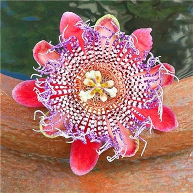 50Pcs Mix Color Passion Flower Seeds Rare Potted Plants for Planting Outdoors
