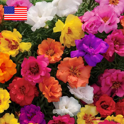 10000+ Portulaca Grandiflora Moss Rose Seeds Mixed Color Spreading for Planting