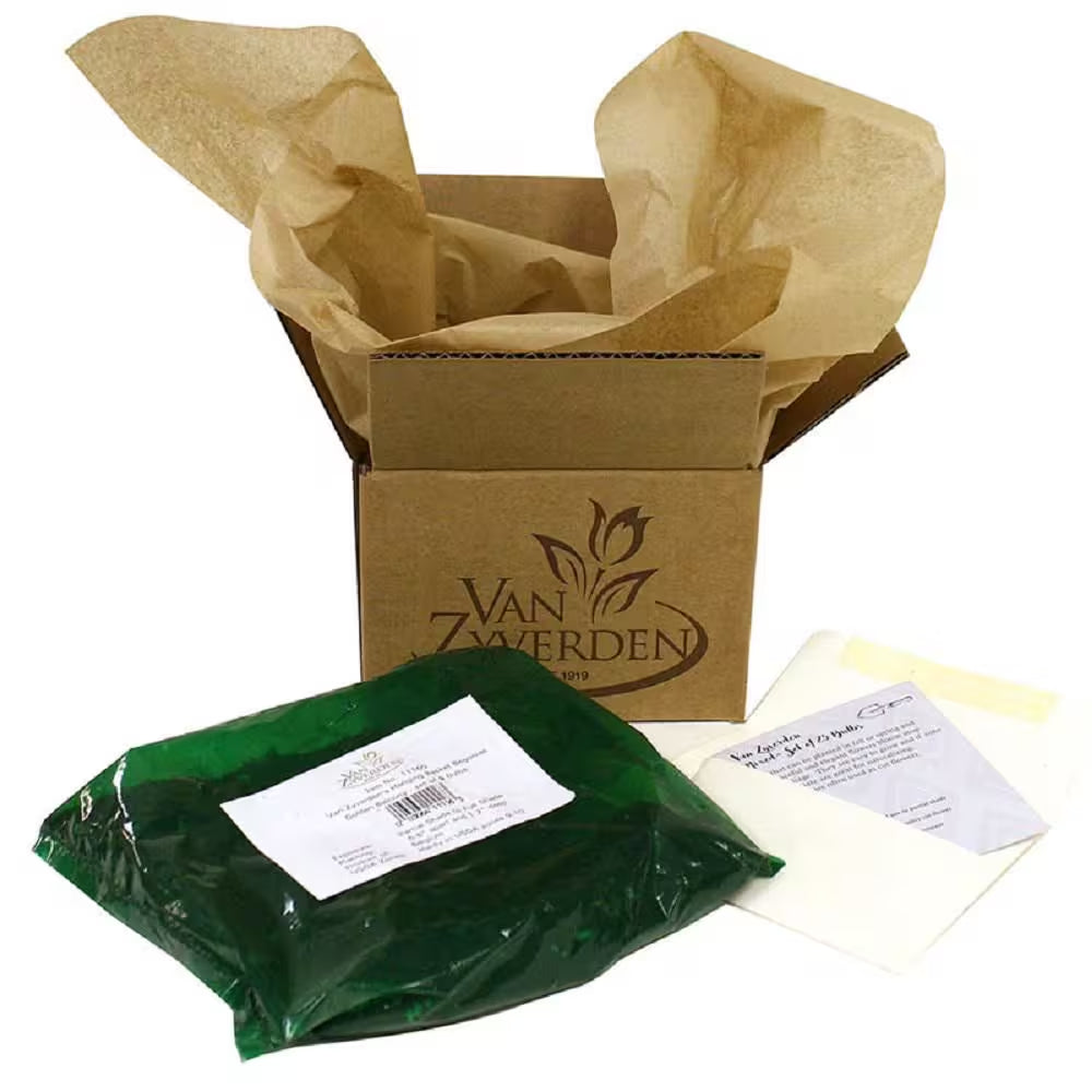 Dayneutral Strawberries Albion (Set of 20) Plant Roots