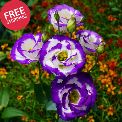 Mixed Lisianthus Seeds for Planting, 298Pcs Perennial Lisianthus Flower Seeds, N