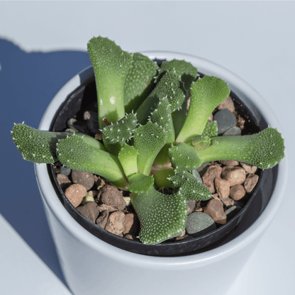 Aloinopsis Seed Mix