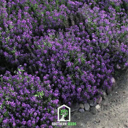 Oriental Nights Alyssum – 100 Seeds