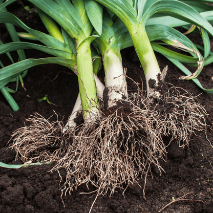 American Flag Leek – 200 Seeds