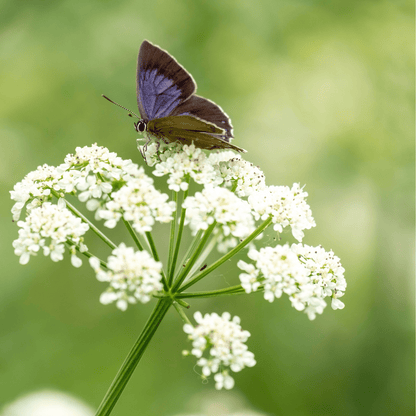 Anise – 100 Seeds