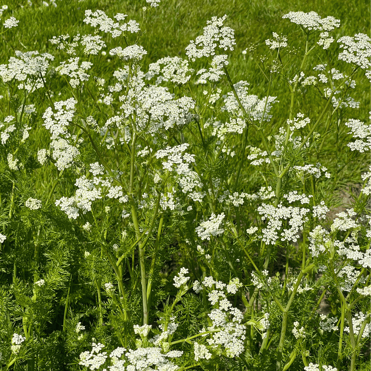 Anise – 100 Seeds