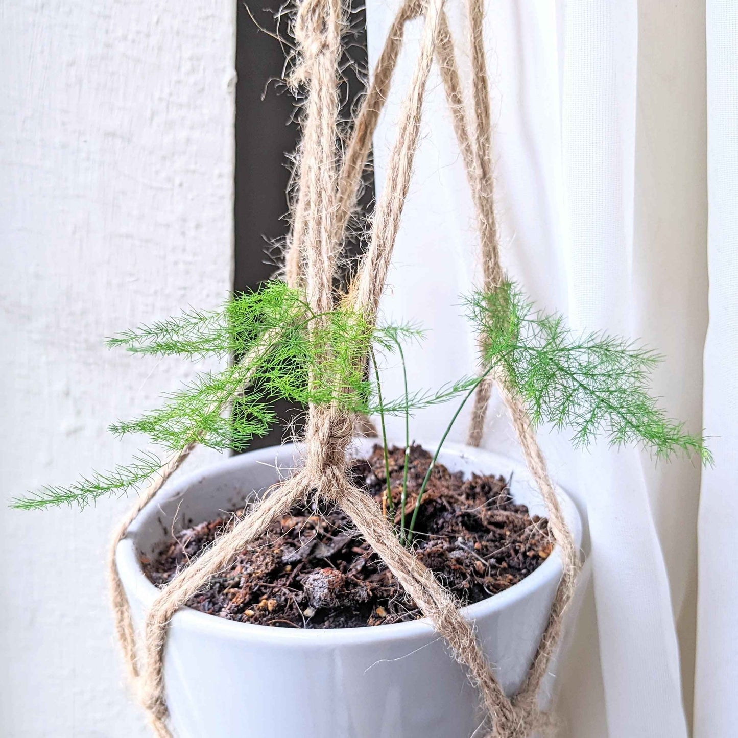 Asparagus Plumosus Nana 'Lace Fern' Seeds
