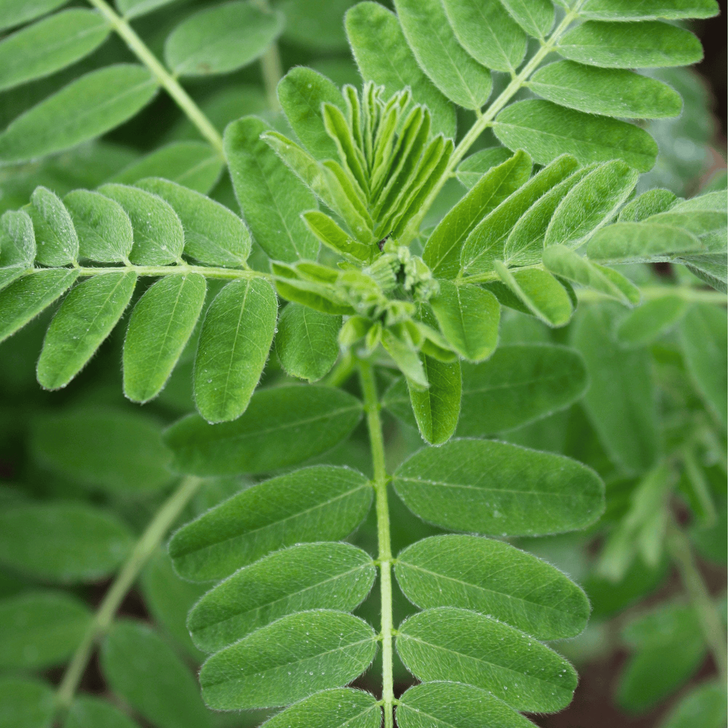 Astragalus (Huang Qi) – 25 Seeds