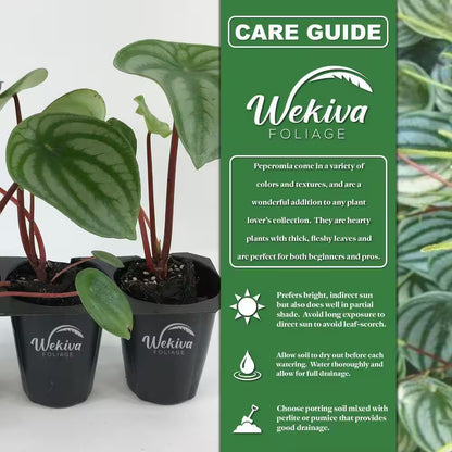 Peperomia Golden Gate and Soil Mix Combo-Live Plant in a 4 In. Pot with 1 Qt. Houseplant Soil Mix
