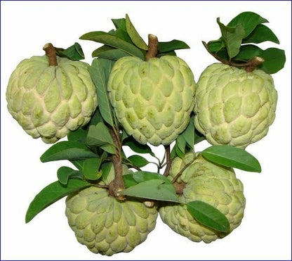 15 Organic Sugar Apple Seeds | Annona Squamosa Custard Apple | NON-GMO|