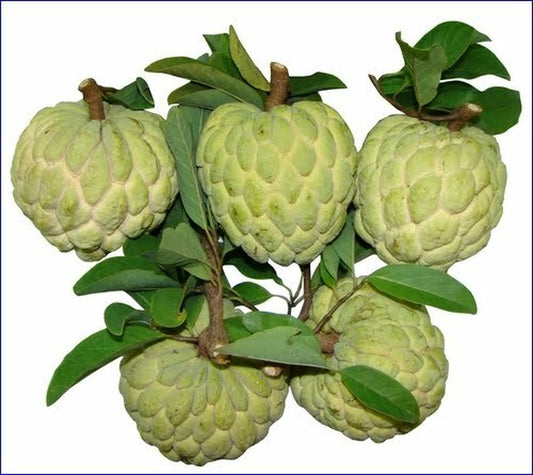 15 Organic Sugar Apple Seeds | Annona Squamosa Custard Apple | NON-GMO|