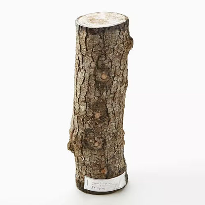 12 In. Shiitake Mushroom Log