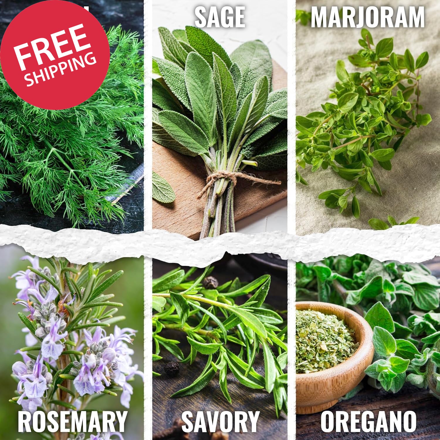 Herb Seeds Variety Pack Culinary Herb Collection (12 Individual Packets for Plan
