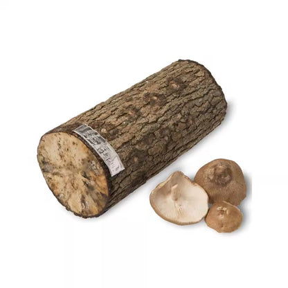 12 In. Shiitake Mushroom Log