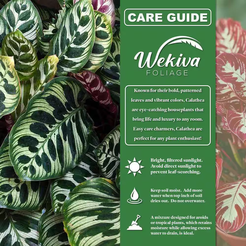 Calathea Dottie and Soil Mix Combo-Live Plant in a 4 In. Pot with 1 Qt. Houseplant Soil Mix