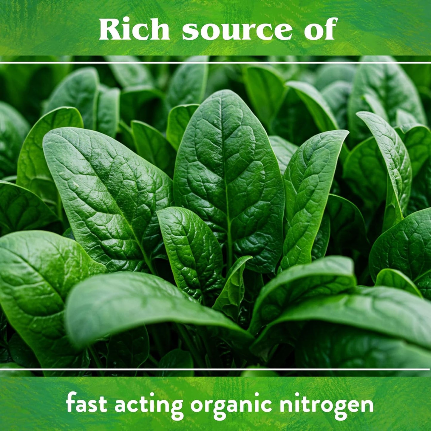 Organic Blood Meal - High Nitrogen Plant Food for Green Growth 12-0-0, 50 Lb
