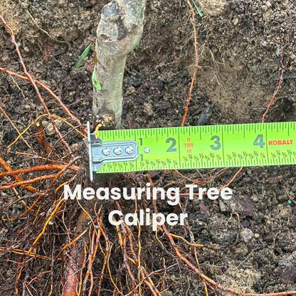 9 Oz. Tree Saver Soil Amendment for Transplanting Trees and Shrubs (3-Count of 3 Oz. Packets)