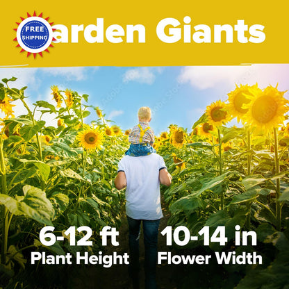 Mammoth Sunflower Seeds 520+ Giant for Planting Bulk Packet Heirloom HOME GROWN