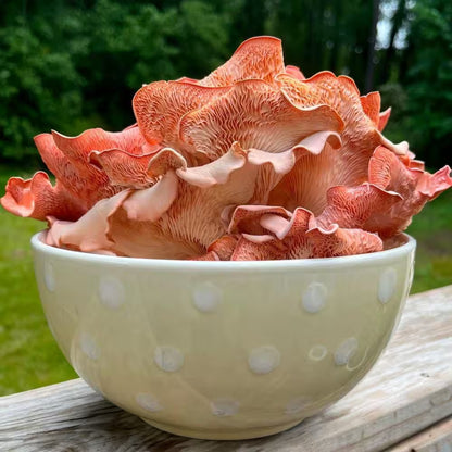 Organic Pink Oyster Mushroom Spray and Grow Kit