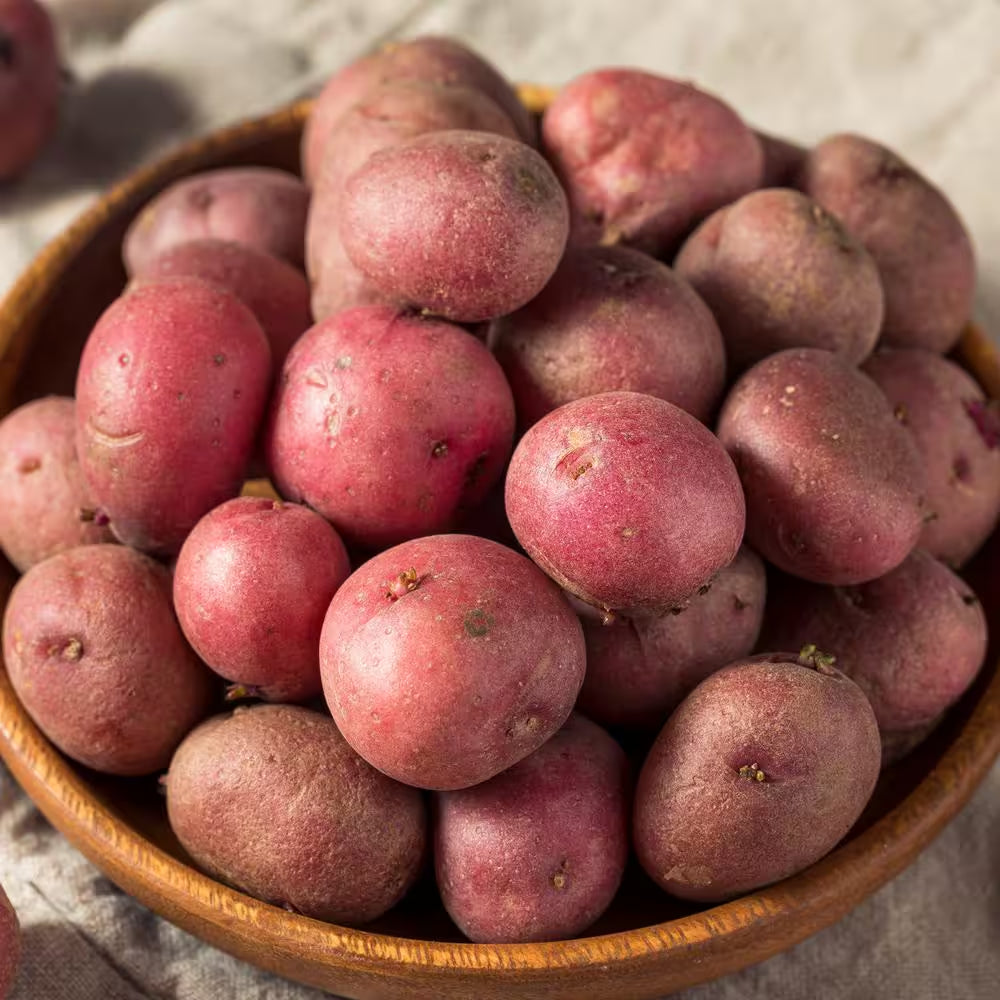 Red Norland Seed Potatoes for Planting (5 Lbs. Bag)