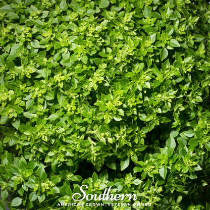 Dwarf Greek Basil – 250 Seeds