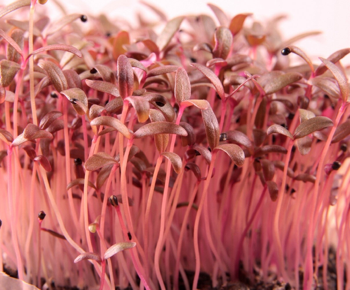 Red Garnet Amaranth MICROGREEN Seeds | Non-Gmo | Heirloom | Seeds for Sprouting