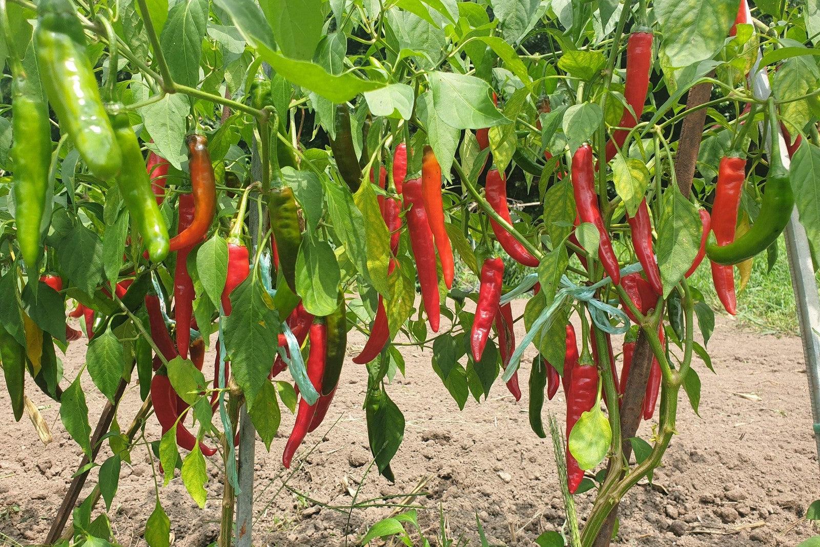 25 Organic KOREAN Dark GREEN PEPPER Lady Han Hot Chili Long Red Capsicum Seeds