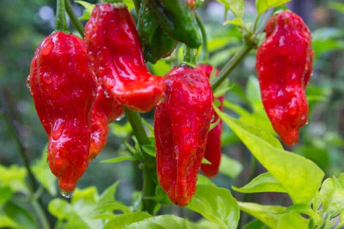 25 Fresh Super-Hot Ghost Bhut Jolokia Red Pepper Seeds Non - GMO NEW Season