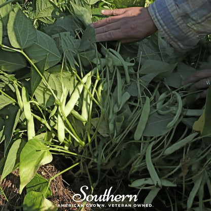 Black Coco Bean (Bush) – 30 Seeds