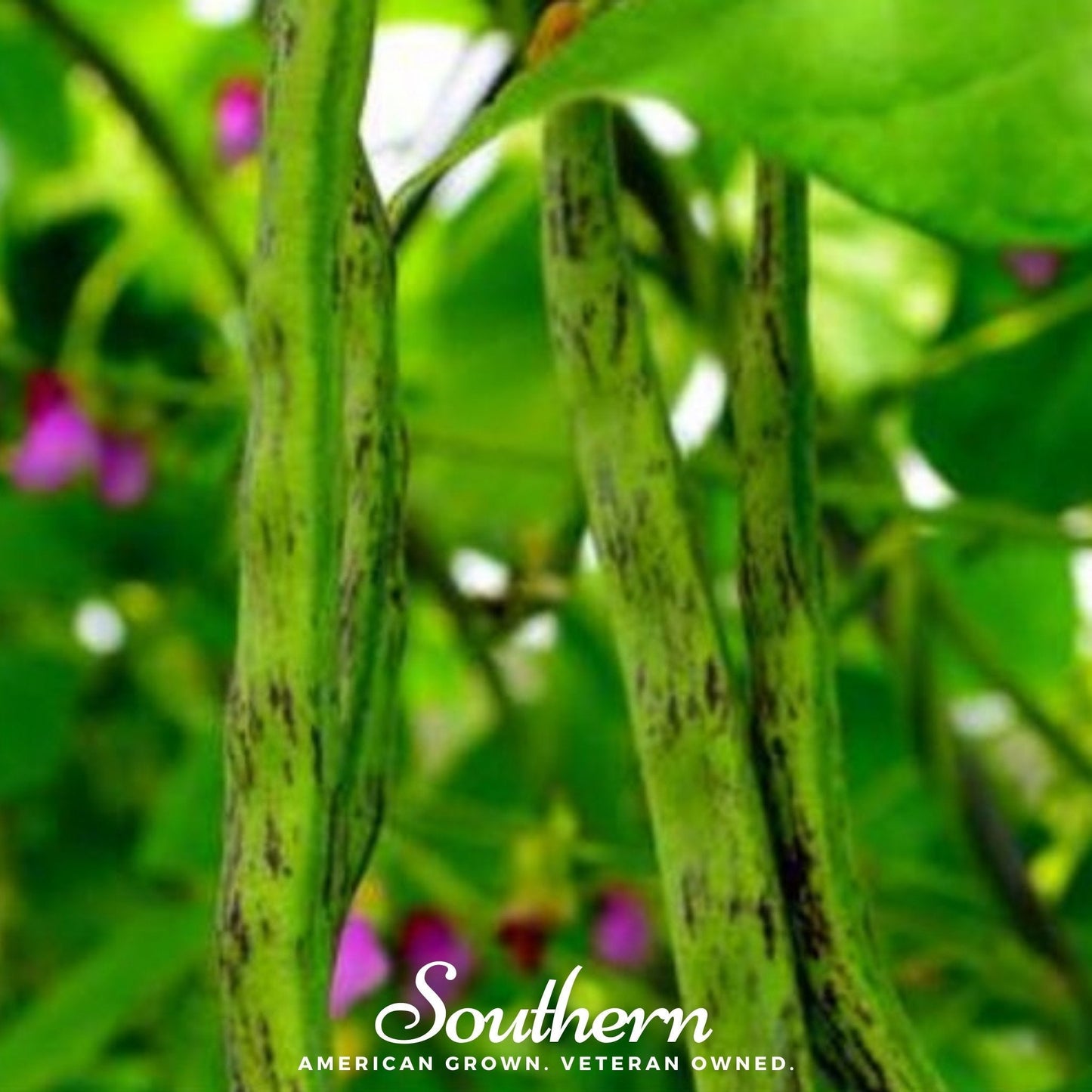 Tiger's Eye Bean (Bush) – 30 Seeds