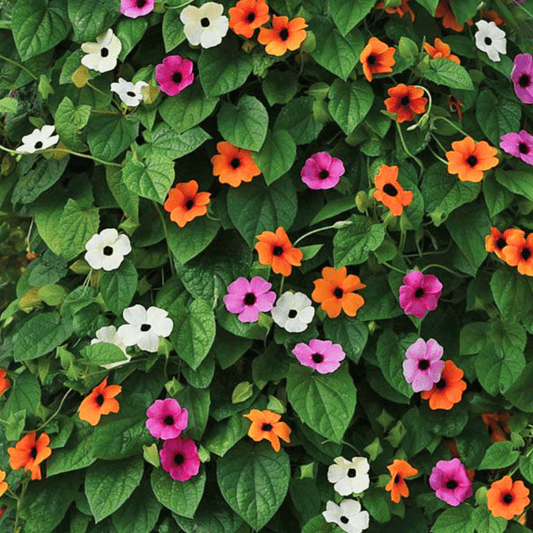 Black Eyed Susan Vine Mix – 50 Seeds