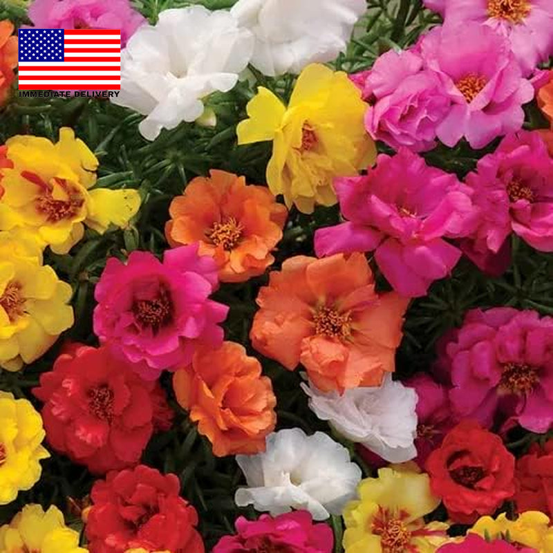 10000+ Portulaca Grandiflora Moss Rose Seeds Mixed Color Spreading for Planting