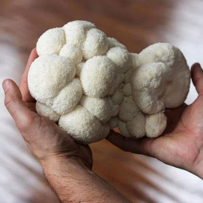 Organic Lion'S Mane Mushroom Spray and Grow