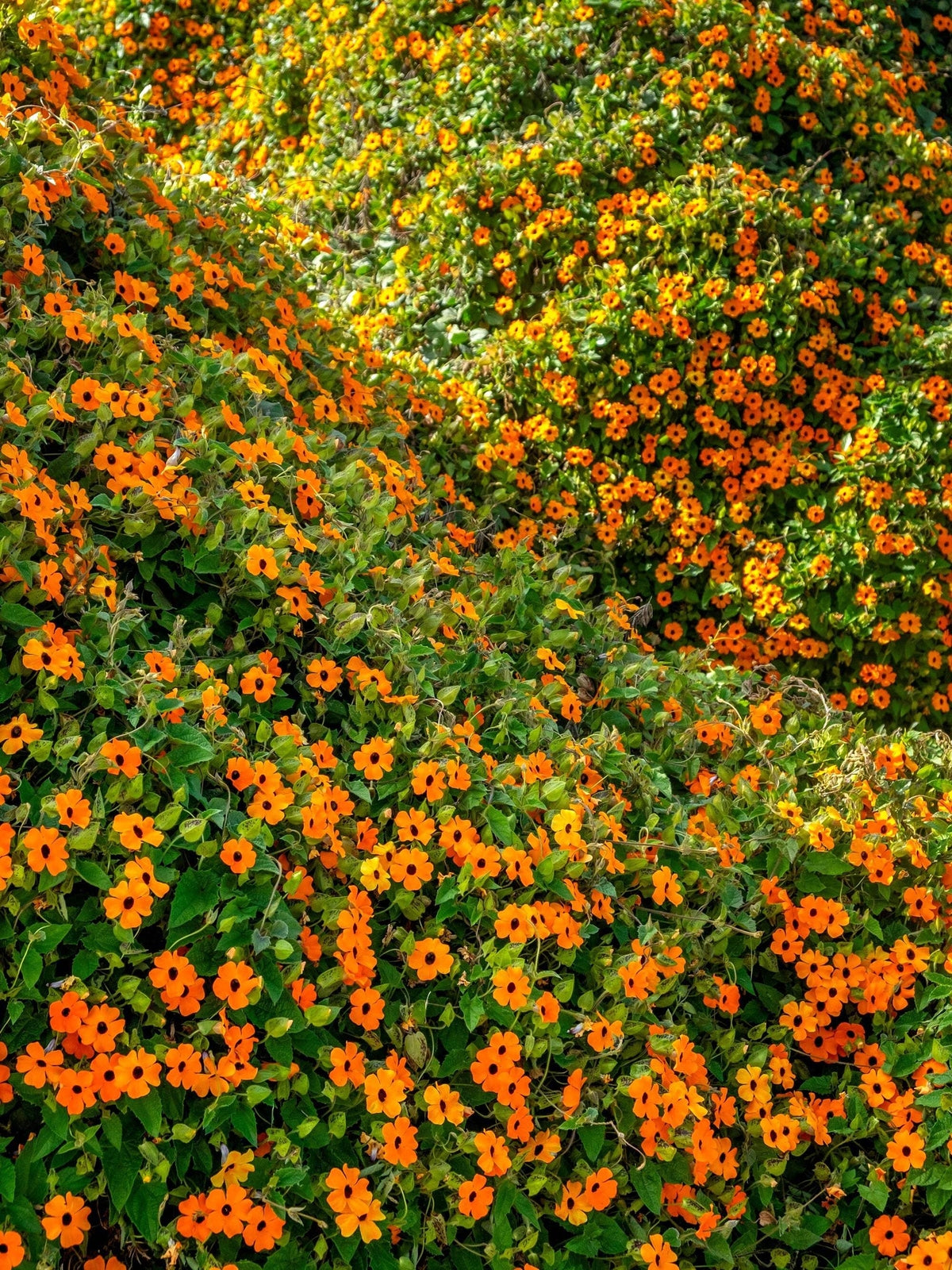 30 BLACK EYED SUSAN VINE Thunbergia Alata Flower Seeds *Flat S/H