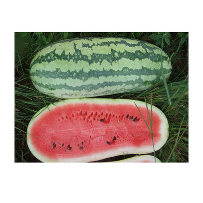 Giant Jubilee Watermelon Seeds for Planting | Non-Gmo | Heirloom Garden Seed USA
