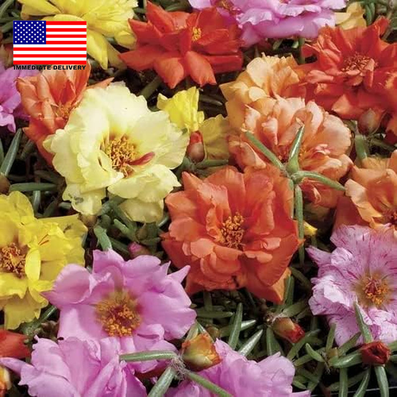 10000+ Portulaca Grandiflora Moss Rose Seeds Mixed Color Spreading for Planting
