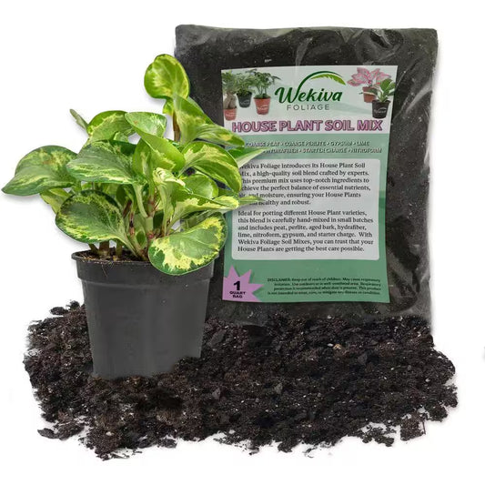 Peperomia Golden Gate and Soil Mix Combo-Live Plant in a 4 In. Pot with 1 Qt. Houseplant Soil Mix