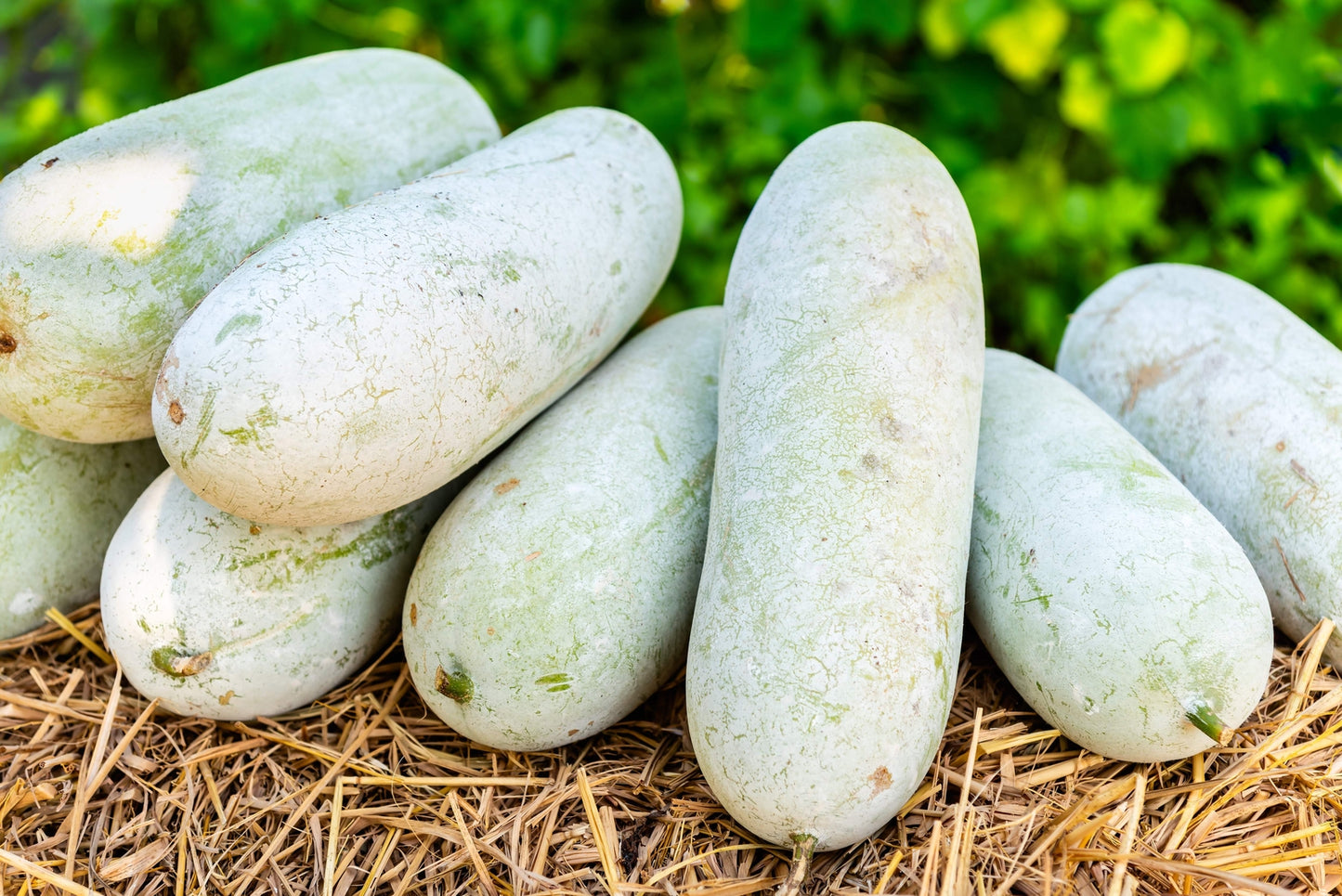 20 WAX GOURD Winter Melon White Ash Benincasa Hispida Vegetable Seeds *Comb S/H