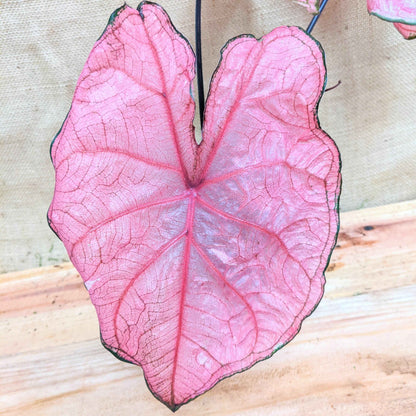 Caladium Mix Bulbs