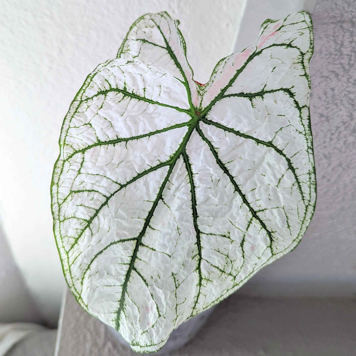 Caladium Mix Bulbs