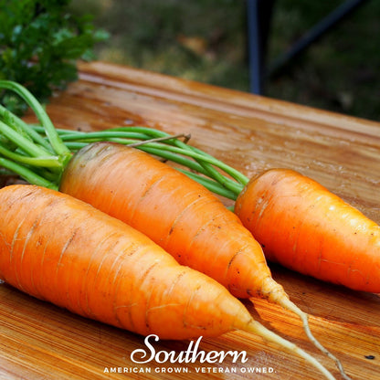 Chantenay Red Core Carrot – 250 Seeds