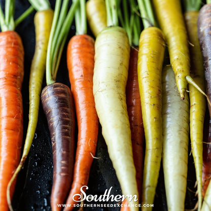 Rainbow Carrot – 100 Seeds