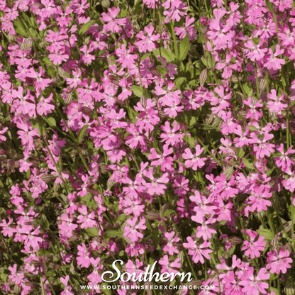 Nodding Catchfly – 100 Seeds