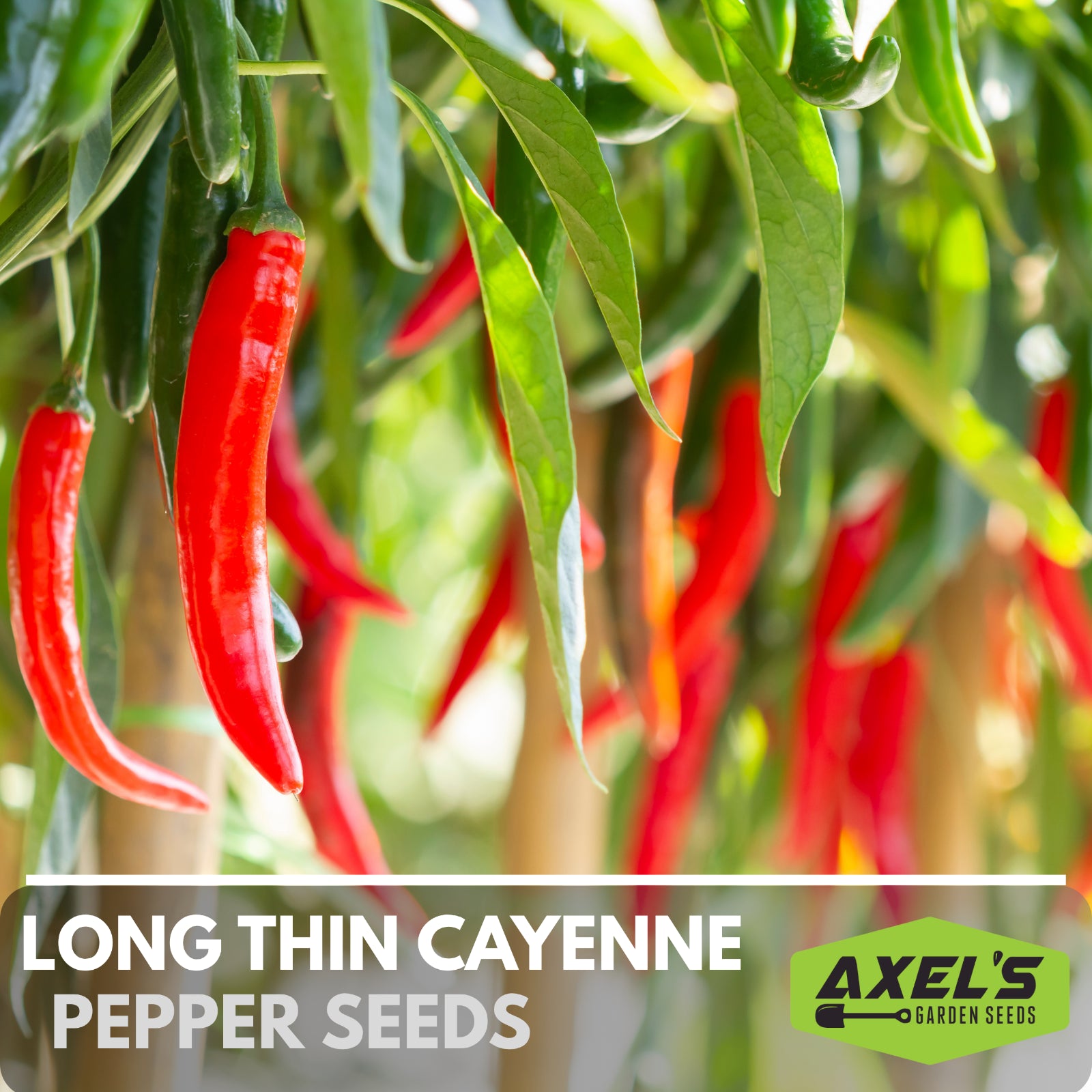 Hot Cayenne Pepper Heirloom Non-Gmo Seeds