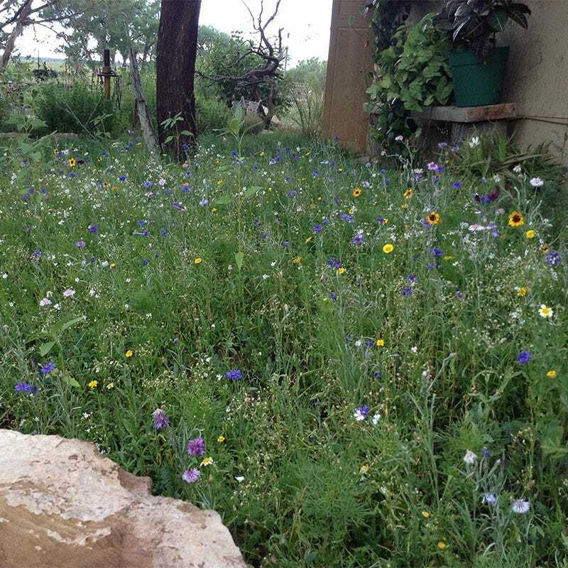Wildflower Mix DROUGHT RESISTANT Dry Soil Garden Pollinator Flowers 1000+ Seeds!