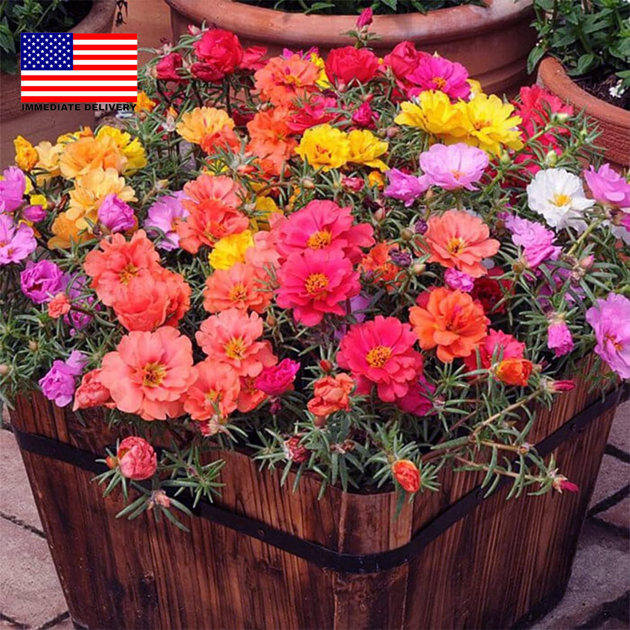 10000+ Portulaca Grandiflora Moss Rose Seeds Mixed Color Spreading for Planting